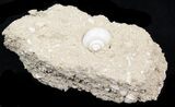Eocene Fossil Gastropod (Globularia) - Damery, France #32438-2